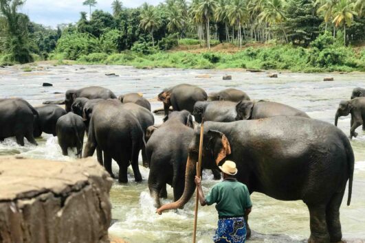 Elephant Orphanage & Botanical Garden Tour