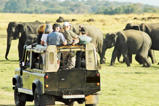 Elephant Trekking Safari-1 Night