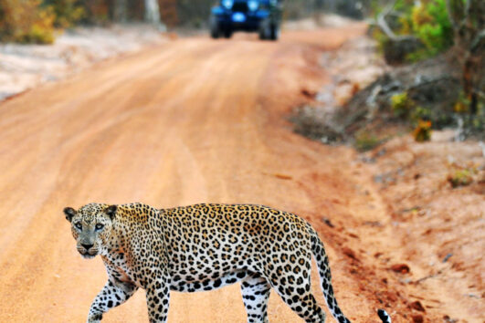 Nature & Wild Life Tour Package in Sri Lanka