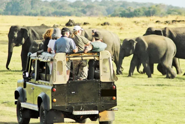 Elephant Trekking Safari-1 Night