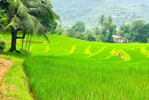 Knuckles & Lake Camping-1 Night