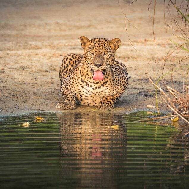 Yala National Park