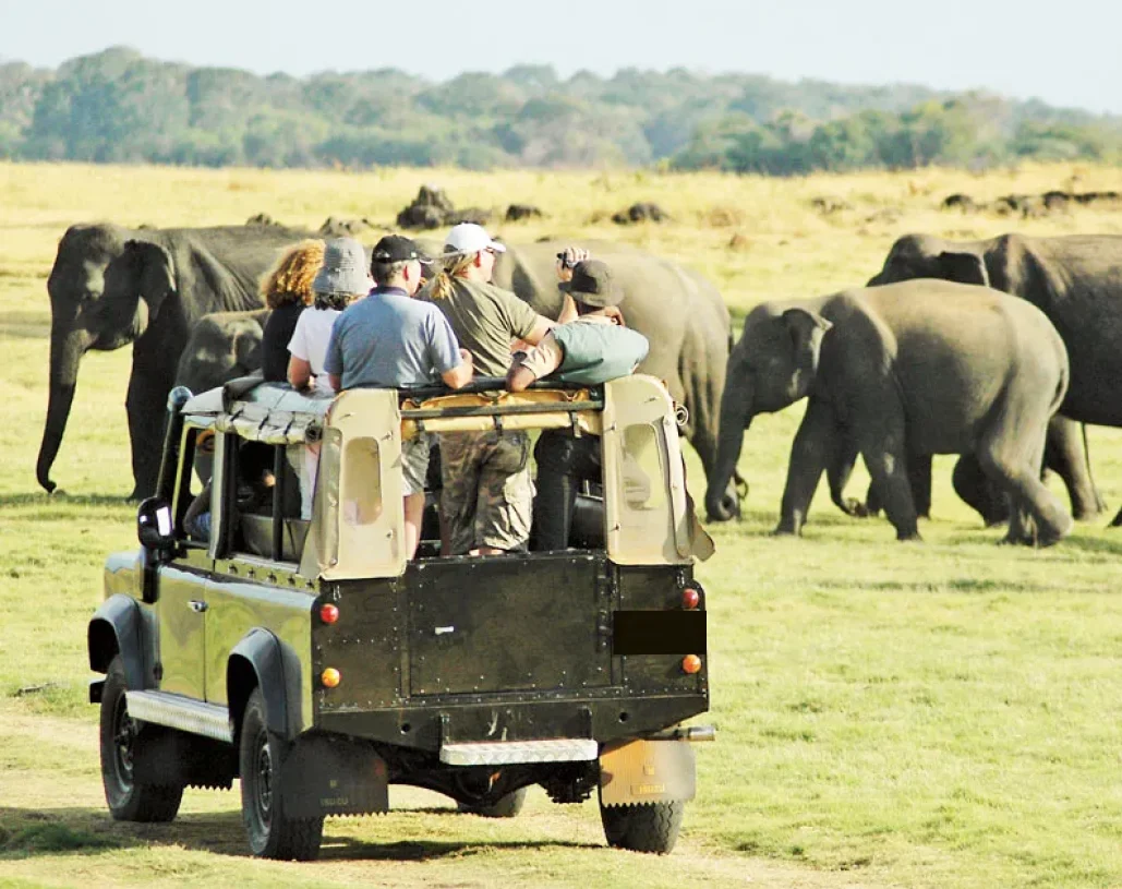 wasgamuwa-safari